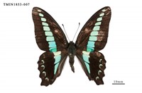 藏品(青鳳蝶)的圖片